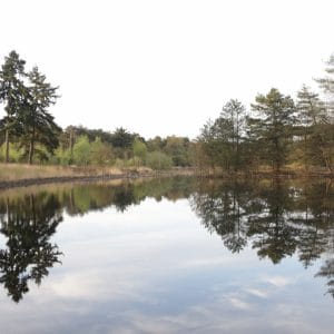 Verborgen ven in de bossen: Romantiek in stilte